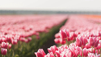 Flowers, Tulips, Plant, Striped, Field HD wallpaper