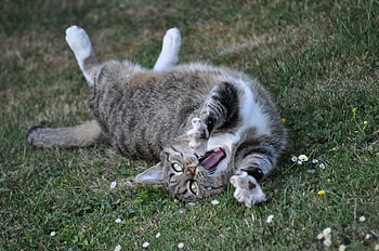 Animals, Grass, Cat, Lies, Cool, Playful HD wallpaper