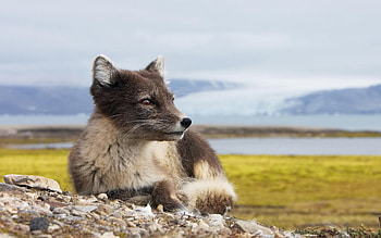 Polar fox, polar, artic, fox, wildlife HD wallpaper
