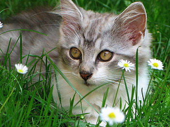 Animals, Cat, Fluffy, Muzzle, Sight, Opinion HD wallpaper