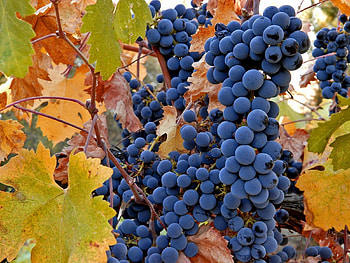 Fruits, Food, Autumn, Leaves, Vine, Grapes, Bunches, Clusters, Harvest HD wallpaper