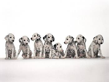 Must Love Spots, dalmations, dogs, cute, animals HD wallpaper