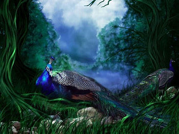 birds-animal-artwork-bird-beautiful-peacocks-avian-peacock-painting-art-wildlife--of-habitat, Wald, Vogel, Deutschland, Wasser HD wallpaper