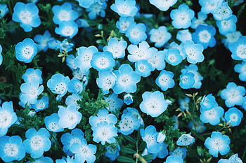 Cyan Flower , flowers HD wallpaper