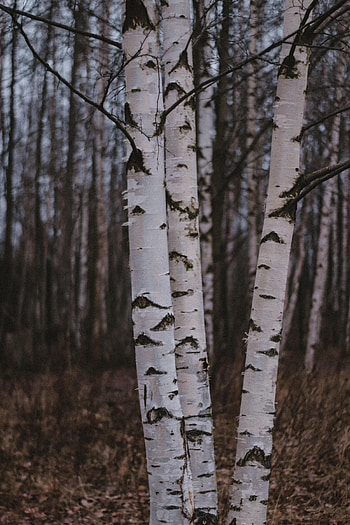 Nature, Trees, Birches, Forest HD phone wallpaper