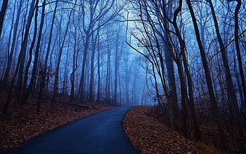 Landscape, Trees, Roads, Autumn HD wallpaper