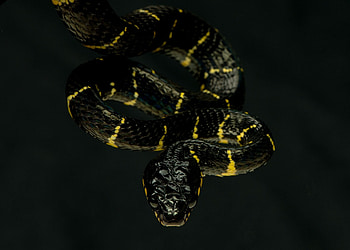 Boiga snake, Mangrove habitat, Attack mode, Reptile behavior HD wallpaper