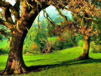 THE JOYOUS OF GREEN GRASS, gorgeous, view, beautiful, scenic HD wallpaper