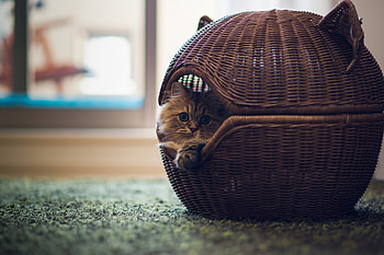 Cute .., sweet, kitten, kitty, animals, cats, cute, beautiful, adorable HD wallpaper