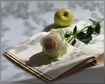 Secret admirer, white, shadow, stem, beautiful, petal, book, flower, fruit, apple HD wallpaper