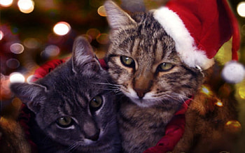 Cute Cats, cats, cute, pet, animals HD wallpaper