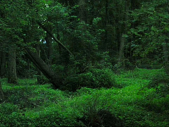 Emerald Forest, graphy, Summer, Forest, Nature HD wallpaper