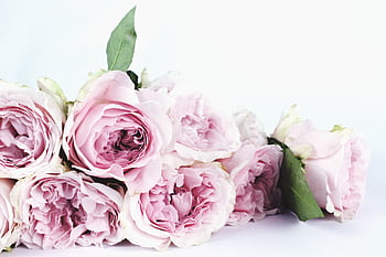 A beautiful close-up of a bouquet of delicate pink roses with leaves, perfect for romantic occasions. HD wallpaper
