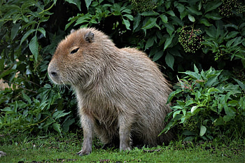 Capybara pets, Unique pets, Exotic animals, Pet care HD wallpaper