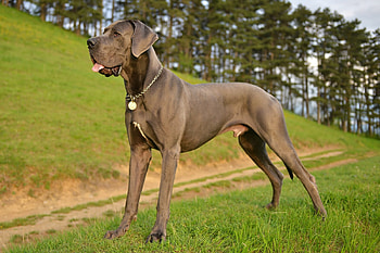 Great Dane, Comprehensive guide, History and personality, Care tips HD wallpaper