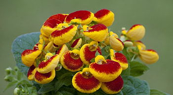 Lovely Flowers, flowers, lovely, petals, beauty HD wallpaper