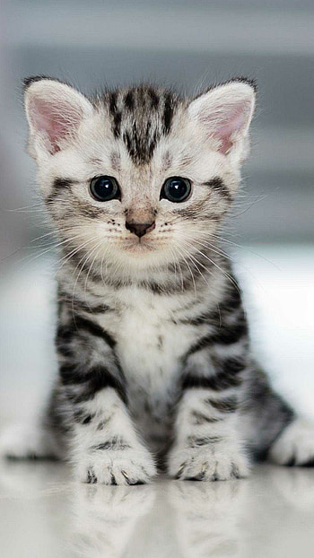 Cat, Cute and cuddly, Adorable innocence, Endearing charm HD phone wallpaper