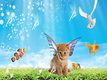 cat, jewary, faders, fish HD wallpaper
