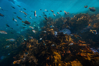 Animals, Water, Fishes, Coral, Algae, Seaweed, Reef HD wallpaper