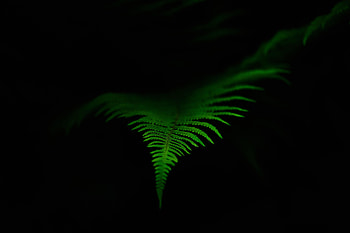 Macro, Dark, Fern, Leaflet HD wallpaper
