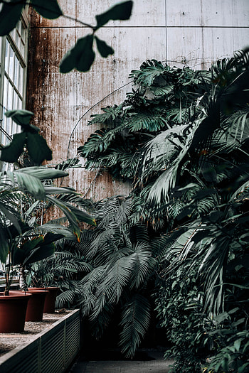 Plants, Flowers, Greenhouse, Floriculture HD phone wallpaper