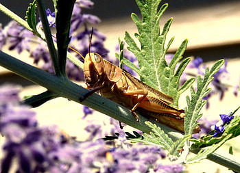 Flowers, Plant, Macro, Sheet, Leaf, Grasshopper HD wallpaper
