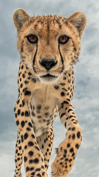 Cheetah, Big Cat, Cheetah Cat HD phone wallpaper