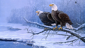 Bald Eagles on the Branch, winter, animal, branch, river, eagle, bird, snow, bald HD wallpaper