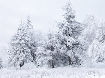 Landscape, Winter, Trees, Fir-Trees HD wallpaper