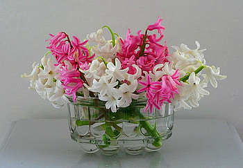 For Alexandra, pink, white, green, glass, flowers, water HD wallpaper