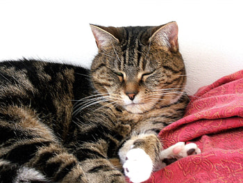 Grumpy tabby cat, animal, tabby, cat, tabby cat HD wallpaper