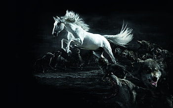 Animals, Wolfs, Horses HD wallpaper