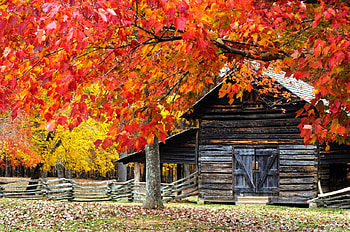 Autumn Trees, trees, autumn, beautiful HD wallpaper
