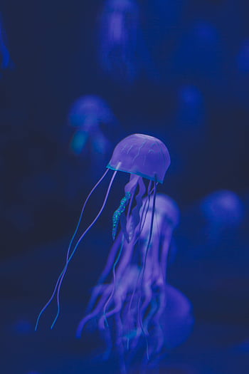 Close-up of a glowing jellyfish in a serene, dark blue aquatic setting. HD phone wallpaper