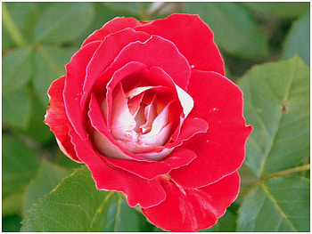 Rose, nature, red, flower HD wallpaper