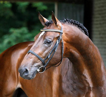 Arthos-R 1Dutch Warmblood Stallion, horses, brown, stallion, dutch, pony HD wallpaper