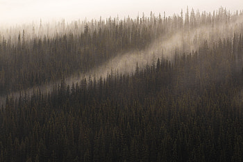Nature, Trees, Top, Coniferous, Forest, Fog, Tops HD wallpaper