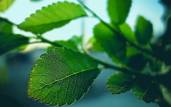 Plant, Macro, Sheet, Leaf, Carved HD wallpaper
