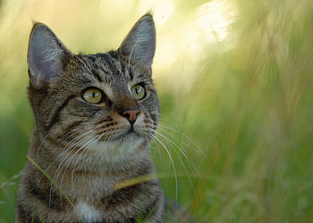 Animals, Grass, Cat, Blur, Smooth, Striped HD wallpaper