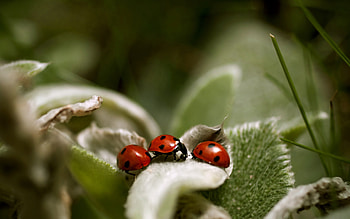 ladybugs, colors, tree, red HD wallpaper