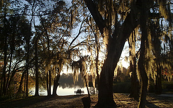 Lovers, Nature, Lake, Wood, Couple, Pair, Tree, Branches, Branch, Romance, Bench, Willow HD wallpaper