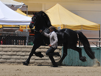 Test, horses, black, friesian, dutch, holland, friesland HD wallpaper