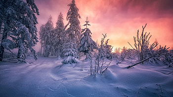 Winter sunrise, snow, landscape, nature, forest, sunset, winter, scene, , sunrise, pine, wood HD wallpaper