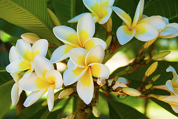 Frangipani , Ultra bliss, Mesmerizing hinterlands, Nature's wonder captured HD wallpaper