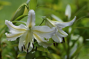 White Lily, Flowers, White, Buds, Lily HD wallpaper