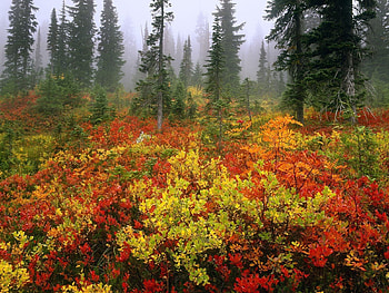 Nature, Trees, Autumn, Forest HD wallpaper