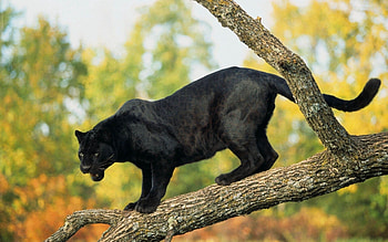 Animals, Trees, Predator, Big Cat, Log, Panther HD wallpaper