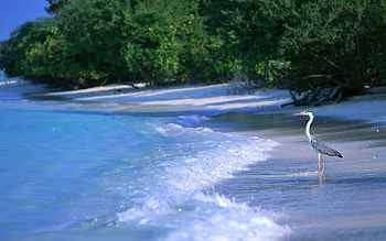 ~Maldive Island~, island, sand, bird, bushes, peaceful, beach, shore, maldive, nature, water, calm, ocean HD wallpaper