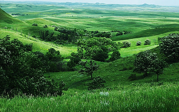 Landscape, Trees, Fields HD wallpaper