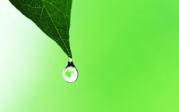 Plant, Macro, Sheet, Leaf, Drop HD wallpaper